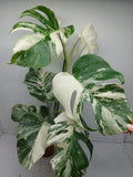 Monstera Variegata (zum aussuchen)