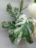 Monstera Variegata (zum aussuchen)