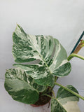 Monstera Variegata (zum aussuchen)