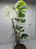 Monstera Variegata (zum aussuchen)