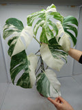 Monstera Variegata (zum aussuchen)