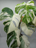 Monstera Variegata (zum aussuchen)