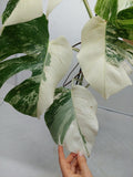 Monstera Variegata (zum aussuchen)