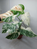 Monstera Variegata (zum aussuchen)