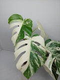 Monstera Variegata (zum aussuchen)