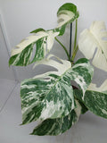 Monstera Variegata (zum aussuchen)