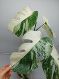 Monstera Variegata (zum aussuchen)