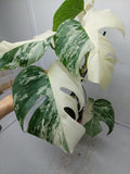 Monstera Variegata (zum aussuchen)