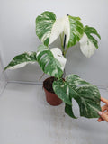 Monstera Variegata (zum aussuchen)