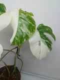 Monstera Variegata (zum aussuchen)