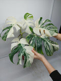 Monstera Variegata (zum aussuchen)