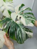 Monstera Variegata (zum aussuchen)