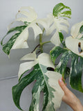 Monstera Variegata (zum aussuchen)