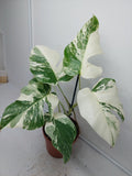 Monstera Variegata (zum aussuchen)