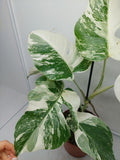 Monstera Variegata (zum aussuchen)