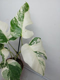 Monstera Variegata (zum aussuchen)