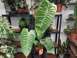 Anthurium Veitchii Narrow Groß