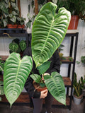 Anthurium Veitchii Narrow Groß