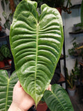 Anthurium Veitchii Narrow Groß