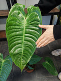 Anthurium Veitchii Narrow Groß