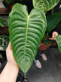 Anthurium Veitchii Narrow Groß