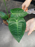 Anthurium Veitchii Narrow Groß