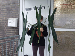 Philodendron Spiritus Sancti Adult