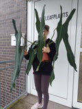 Philodendron Spiritus Sancti Adult