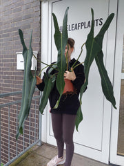 Philodendron Spiritus Sancti Adult