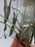 Philodendron Spiritus Sancti Adult