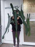 Philodendron Spiritus Sancti Adult