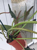 Philodendron Spiritus Sancti Adult