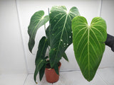 Anthurium Warocqueanum Special Hybrid