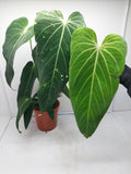 Anthurium Warocqueanum Special Hybrid