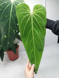 Anthurium Warocqueanum Special Hybrid