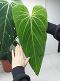 Anthurium Warocqueanum Special Hybrid