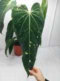 Anthurium Warocqueanum Special Hybrid