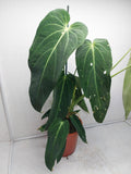 Anthurium Warocqueanum Special Hybrid