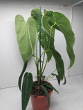 Anthurium Warocqueanum Special Hybrid