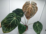 Anthurium Red Crystallinum