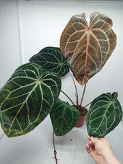 Anthurium Red Crystallinum