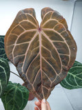 Anthurium Red Crystallinum