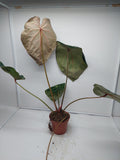 Anthurium Red Crystallinum