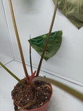 Anthurium Red Crystallinum