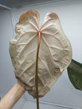 Anthurium Red Crystallinum