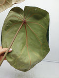 Anthurium Red Crystallinum