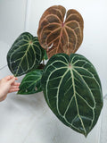 Anthurium Red Crystallinum