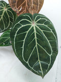 Anthurium Red Crystallinum