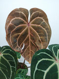 Anthurium Red Crystallinum