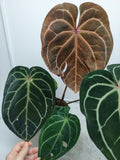 Anthurium Red Crystallinum